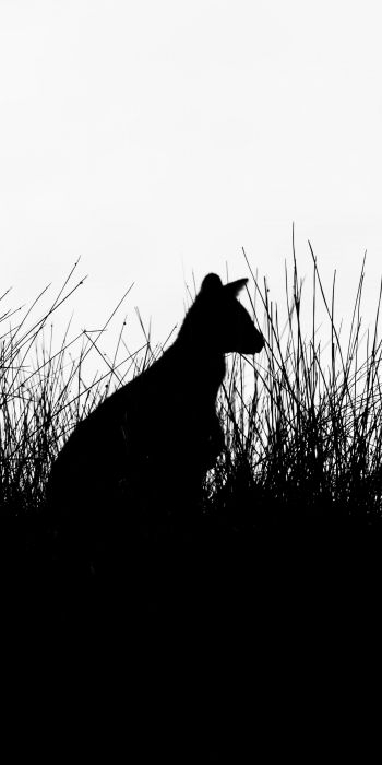 silhouette, kangaroo Wallpaper 720x1440