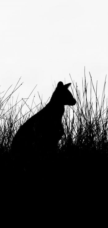 silhouette, kangaroo Wallpaper 1080x2280