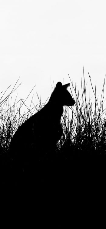 silhouette, kangaroo Wallpaper 1284x2778