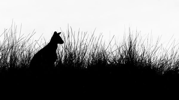 silhouette, kangaroo Wallpaper 2048x1152