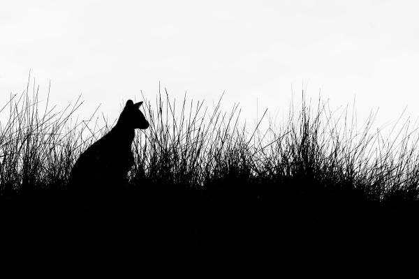 silhouette, kangaroo Wallpaper 6000x4000