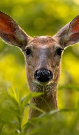 wild doe Wallpaper 600x1024