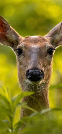 wild doe Wallpaper 1080x2340