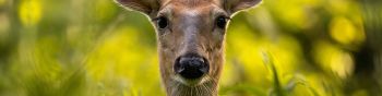 wild doe Wallpaper 1590x400