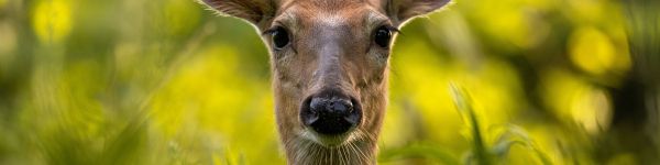 wild doe Wallpaper 1590x400