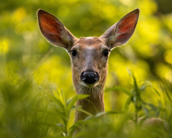 wild doe Wallpaper 1280x1024