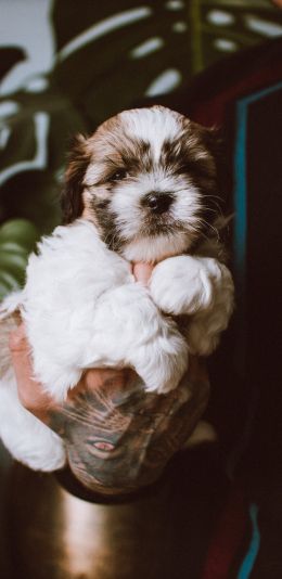 small dog, puppy Wallpaper 1440x2960