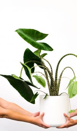 houseplant Wallpaper 600x1024