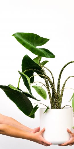 houseplant Wallpaper 720x1440