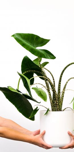 houseplant Wallpaper 1440x2960