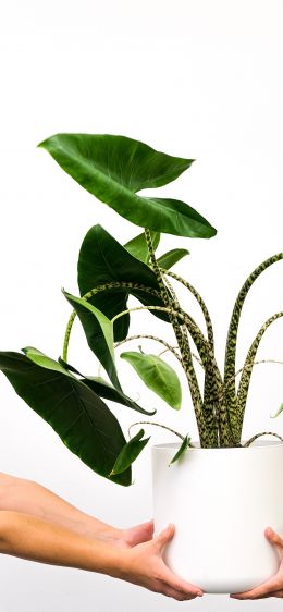 houseplant Wallpaper 1170x2532