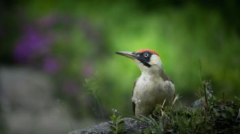 woodpecker, bird Wallpaper 1366x768