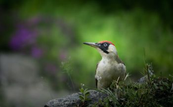 woodpecker, bird Wallpaper 2560x1600