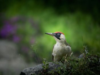 woodpecker, bird Wallpaper 800x600
