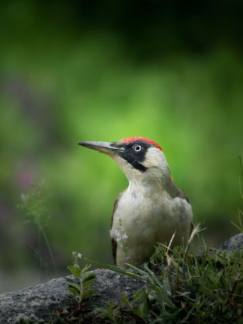 woodpecker, bird Wallpaper 1536x2048