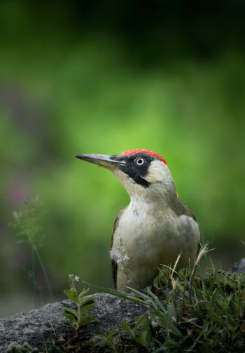 woodpecker, bird Wallpaper 1640x2360