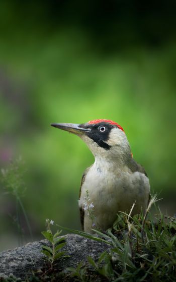woodpecker, bird Wallpaper 1752x2800