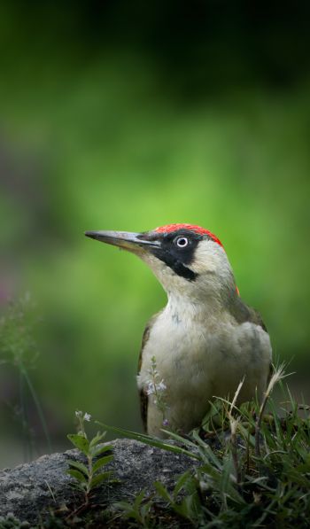 woodpecker, bird Wallpaper 600x1024