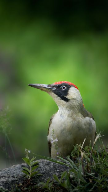 woodpecker, bird Wallpaper 640x1136