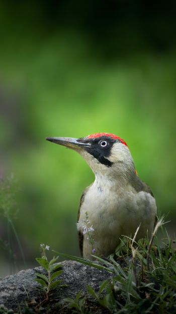woodpecker, bird Wallpaper 750x1334
