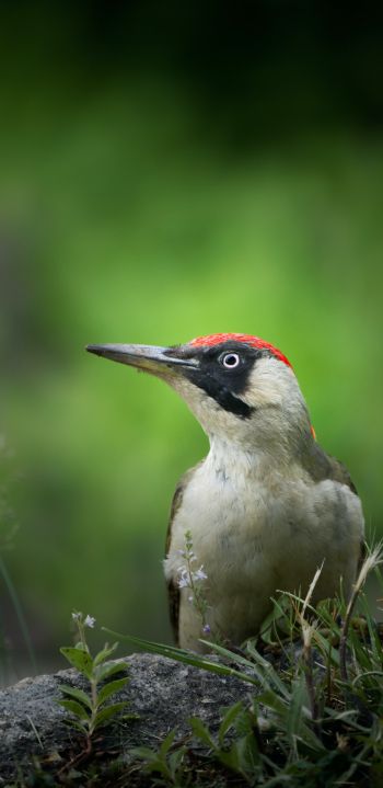 woodpecker, bird Wallpaper 1080x2220