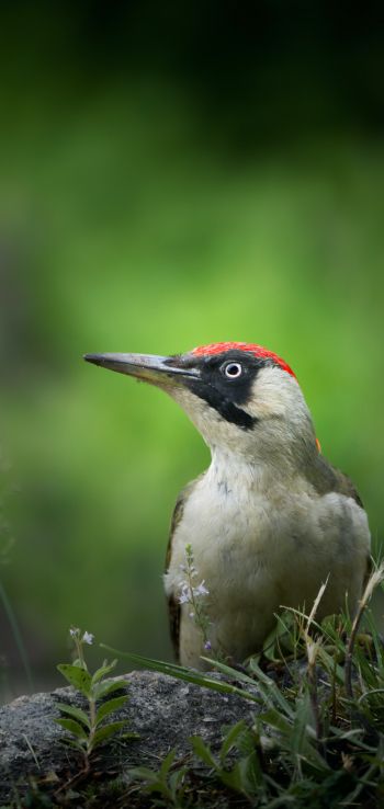 woodpecker, bird Wallpaper 1080x2280