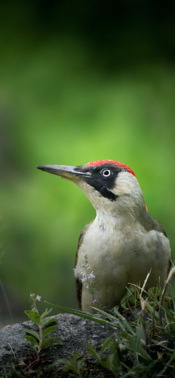 woodpecker, bird Wallpaper 1125x2436