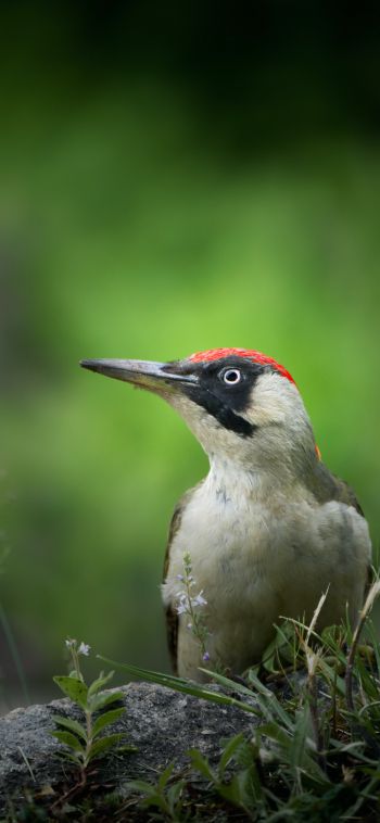 woodpecker, bird Wallpaper 1080x2340