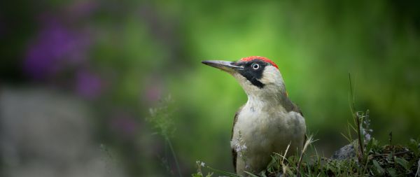 woodpecker, bird Wallpaper 2560x1080