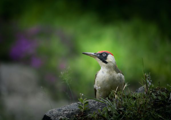 woodpecker, bird Wallpaper 5841x4111