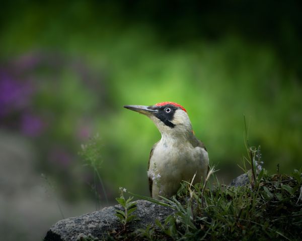 woodpecker, bird Wallpaper 1280x1024