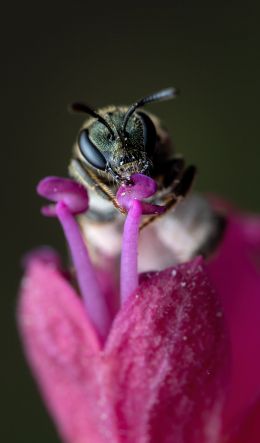 bee, insect Wallpaper 600x1024