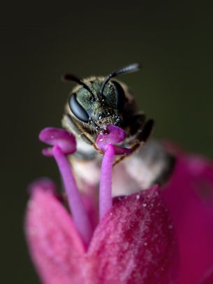 bee, insect Wallpaper 2048x2732