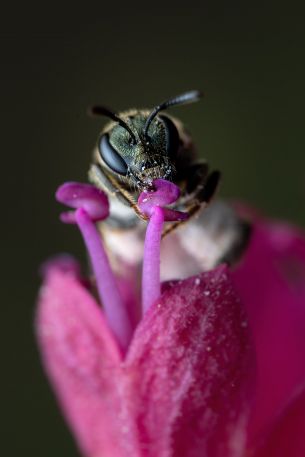 bee, insect Wallpaper 3243x4864