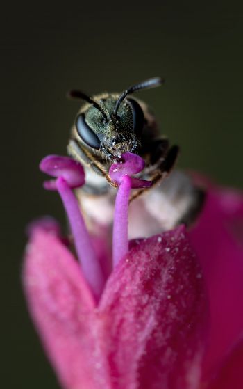 bee, insect Wallpaper 1752x2800