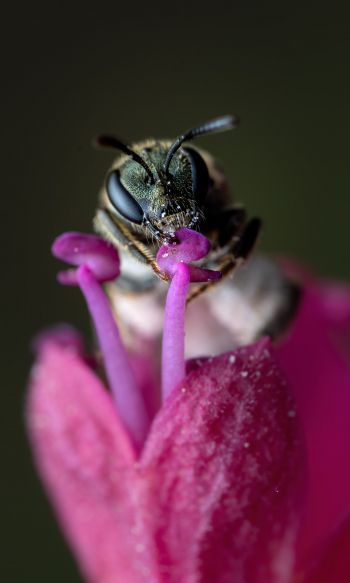 bee, insect Wallpaper 1200x2000