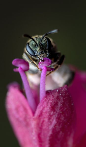 bee, insect Wallpaper 600x1024
