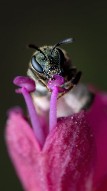 Обои 640x1136 пчела, насекомое