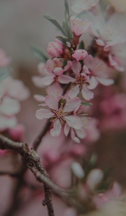 flowering tree Wallpaper 600x1024