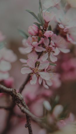 flowering tree Wallpaper 640x1136