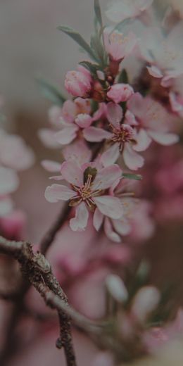 flowering tree Wallpaper 720x1440