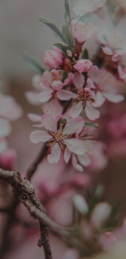 flowering tree Wallpaper 1440x2960