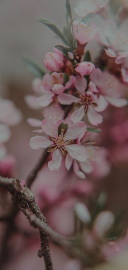 flowering tree Wallpaper 1440x3040