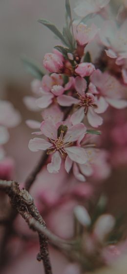 flowering tree Wallpaper 1284x2778