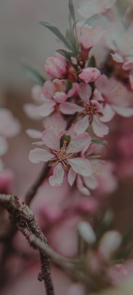 flowering tree Wallpaper 1080x2400