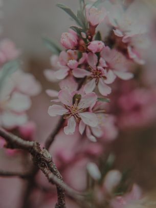 flowering tree Wallpaper 1668x2224