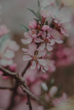 flowering tree Wallpaper 4016x6016