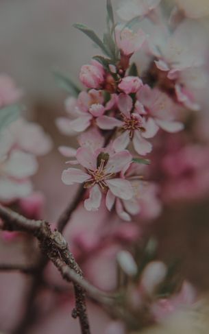 flowering tree Wallpaper 1752x2800