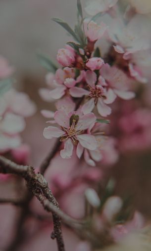 flowering tree Wallpaper 1200x2000