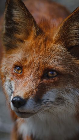 red fox, muzzle, wildlife Wallpaper 640x1136